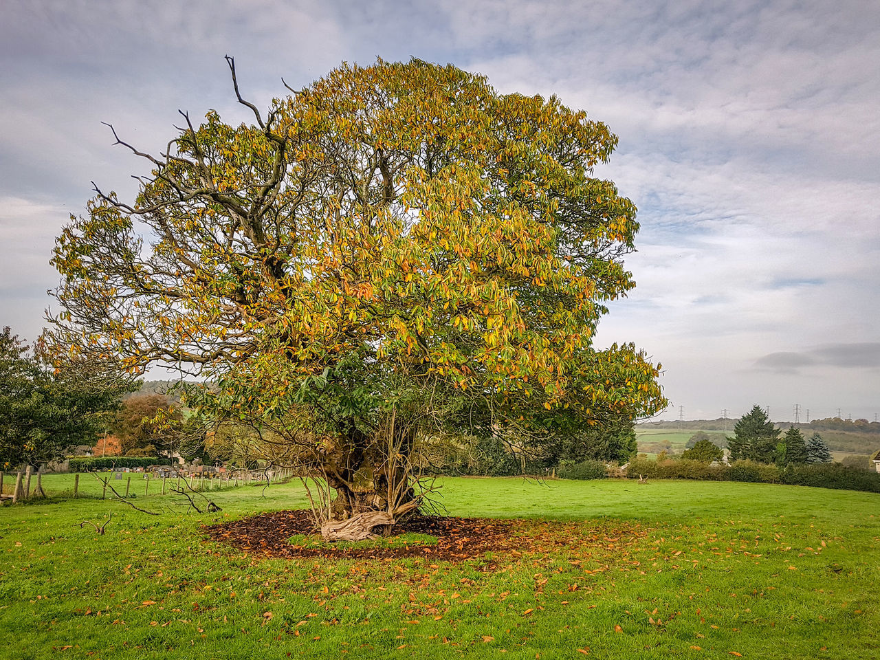 TREES ON FIELD AGAINST SKY