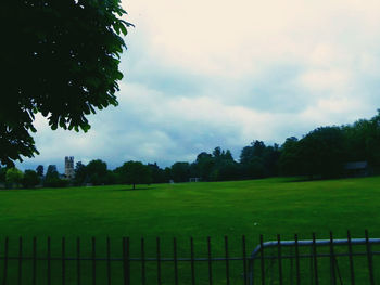 Trees on grassy field