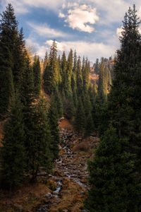 Trees in forest against sky