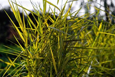 Close-up of fresh green grass in field