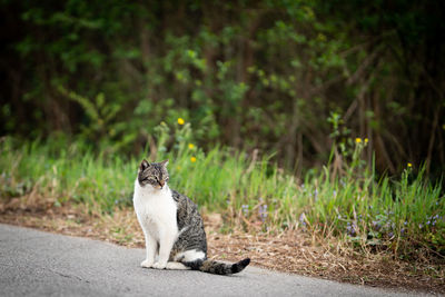 Cat sitting on a land