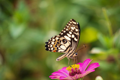 Close-up of butterfly pollinating on pink flower