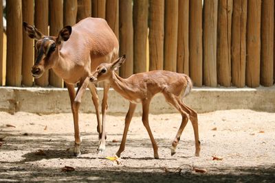 Deers standing in zoo