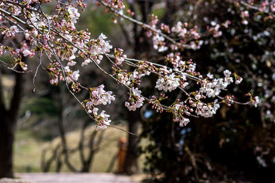 Close-up of cherry blossoms in spring