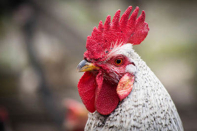 Close-up of rooster