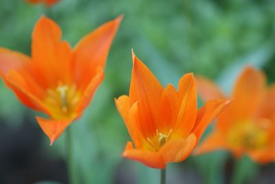 Close-up of orange tulips blooming in garden