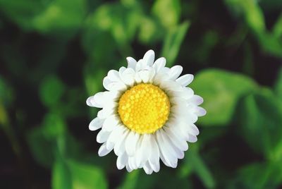 Close-up of white flower