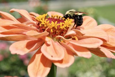 Close-up of bee pollinating on flower