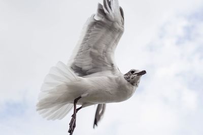 Low angle view of bird flying against sky