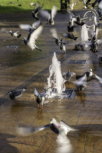 Seagulls flying over lake