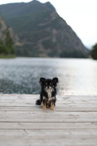 Portrait of dog on a lake