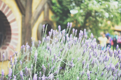 Close-up of plants