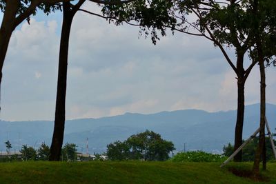 Trees on landscape against sky