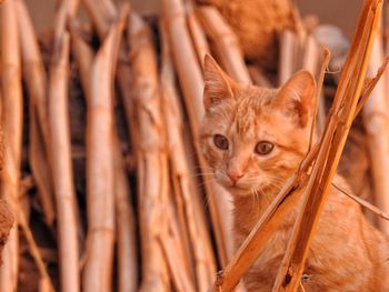 Close-up portrait of cat