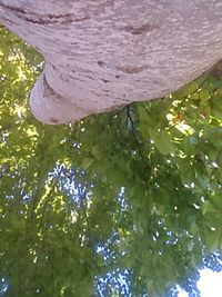 Plant growing on tree