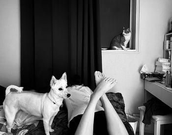 Woman sitting by cat at home