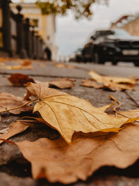Close-up of dry maple leaves on city street