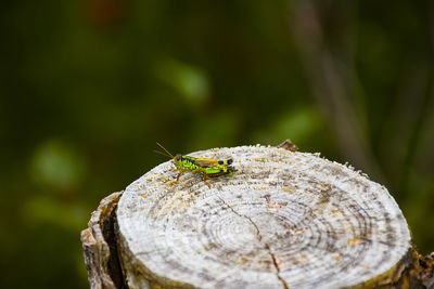 Close-up of insect on wood in forest