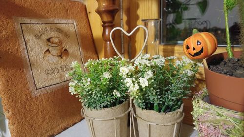 Close-up of potted plants, halloween theme