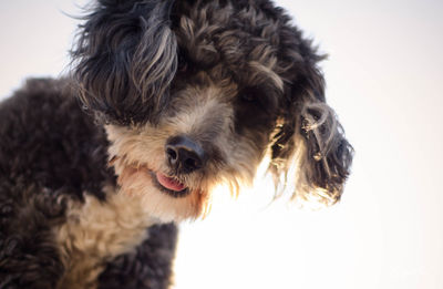 Close-up portrait of a dog over white background