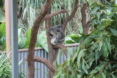 View of an animal on branch