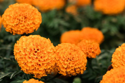 Close-up of orange marigold flowers