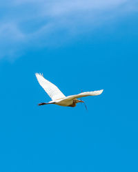 Low angle view of seagull flying against blue sky