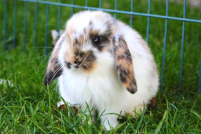 Close-up of rabbit on grass