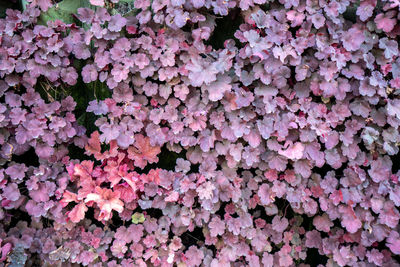 Full frame shot of pink flowering plants