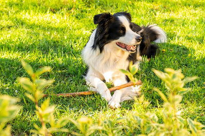 Dog on grassy field