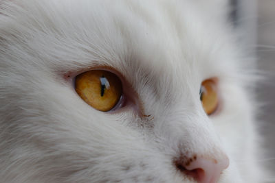 Close-up portrait of white cat