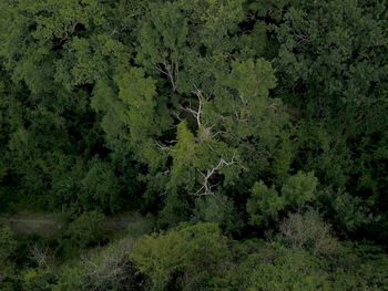 Scenic view of forest