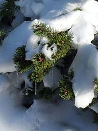 Snow covered trees against sky