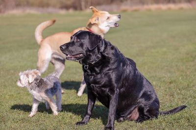 View of two dogs on field