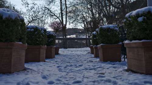 Snow covered trees in cemetery