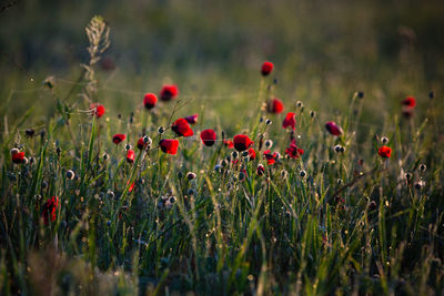 Close-up of red poppy flowers on field