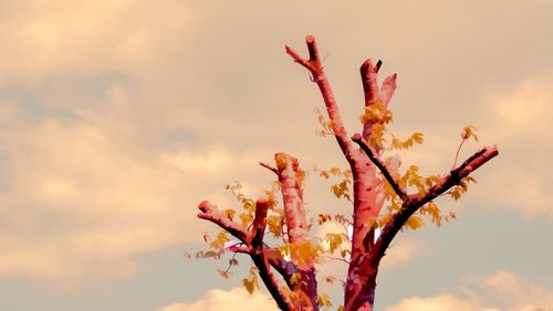 Low angle view of tree against cloudy sky