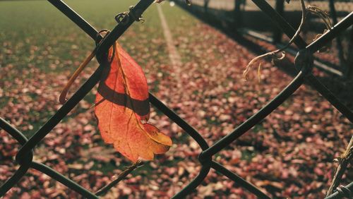 Close-up of autumn leaves on chainlink fence