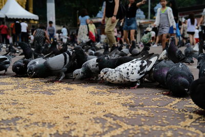 High angle view of birds on street