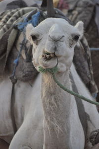 Close-up of a horse