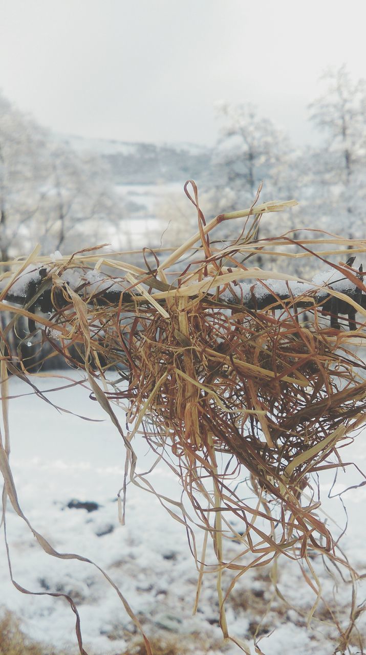 nature, sky, tranquility, dry, focus on foreground, close-up, plant, growth, day, field, tranquil scene, outdoors, beauty in nature, cold temperature, no people, weather, selective focus, landscape, winter, dead plant