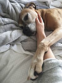 Cropped hand petting dog sleeping on bed at home