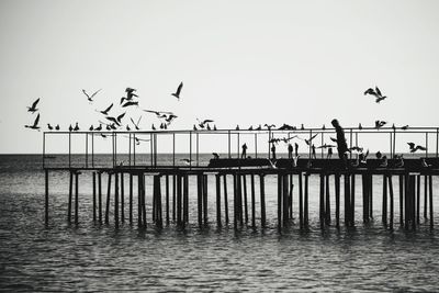 Seagulls flying over sea against clear sky