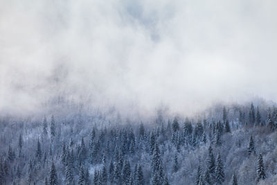 Scenic view of forest against sky during winter