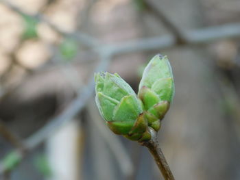 Close-up of green bud