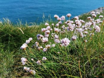 Close-up of pink flowering plants on land