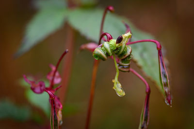 Close-up of red flowering plant