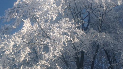 Close-up of frozen tree against sky