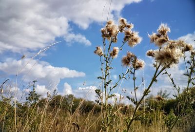 Close-up of flowering plants on field against sky