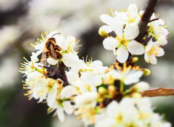 Close-up of bee pollinating flower